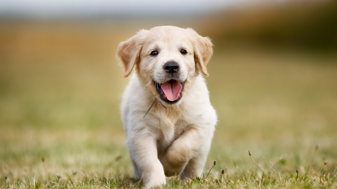 grens Verzoenen verzoek Een Labrador Retriever kopen? | DIERENARTS